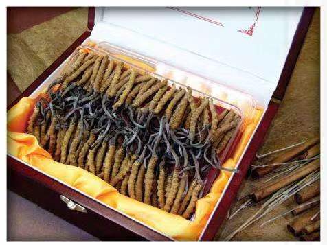 靖安冬虫夏草回收